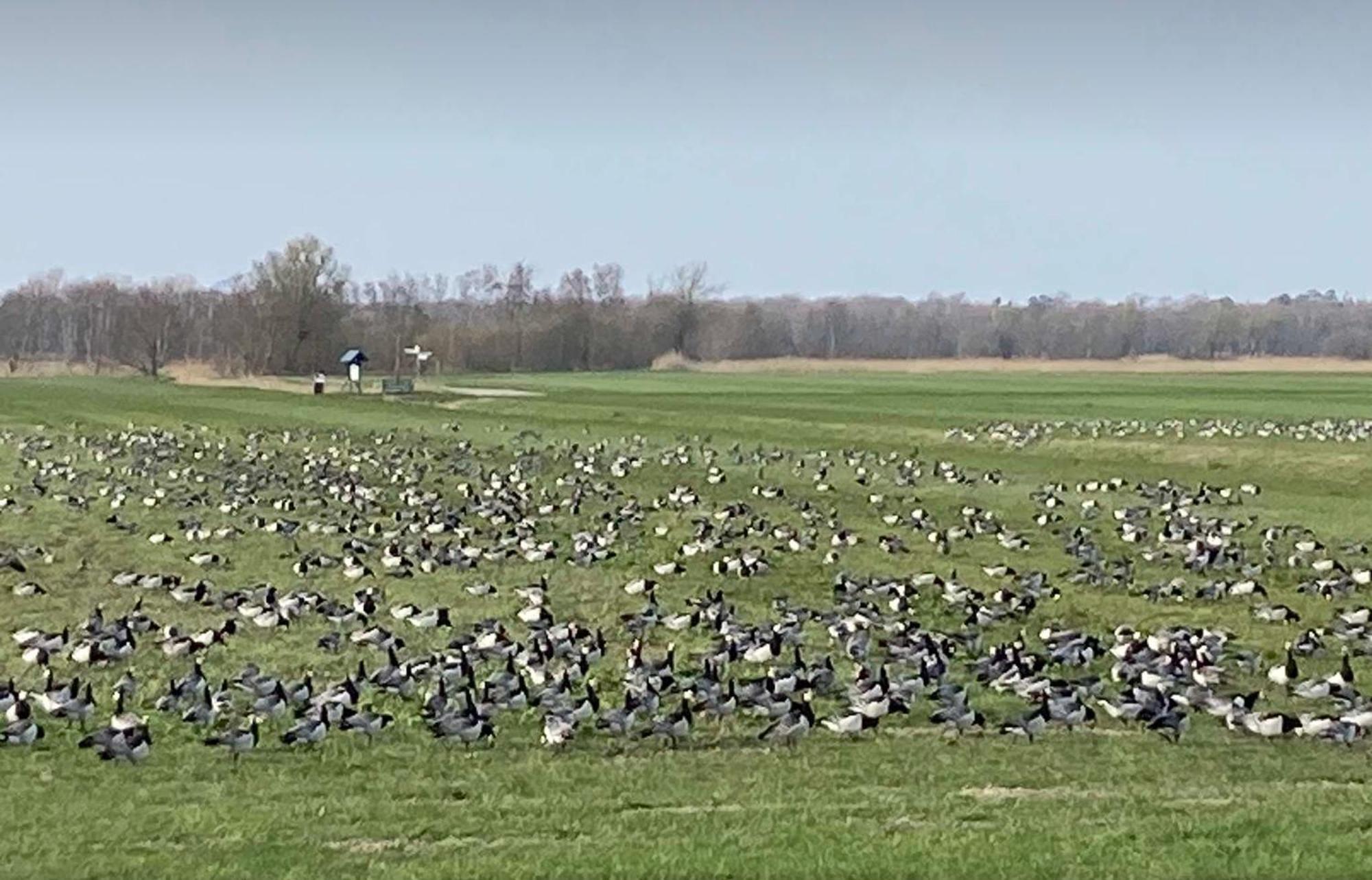 Zum Froschkoenig Lägenhet Ahrenshoop Exteriör bild
